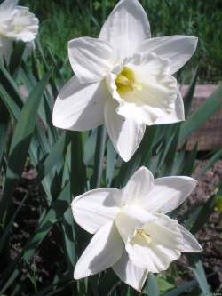 Нарцисс Трубчатый Маунт Худ ( 5 шт.) — PlantMart