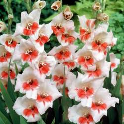 Гладиолус Бабочковидный Шокинг, 3шт. — PlantMart