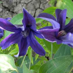 Клематис Интегрифолия — PlantMart