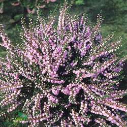 Вереск обыкновенный Каунти Виклоу — PlantMart