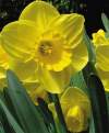 Нарцисс Трубчатый Ценность ( 5 шт.) фото 2 — PlantMart
