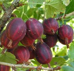 Крыжовник Краснославянский — PlantMart