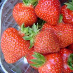 Клубника садовая Элиане (3 шт.) — PlantMart