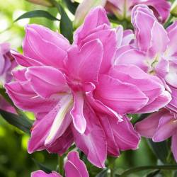 Лилия восточная махровая Лотус Бриз (Lotus Breeze) — PlantMart