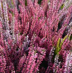 Вереск обыкновенный Пинк Беттина — PlantMart