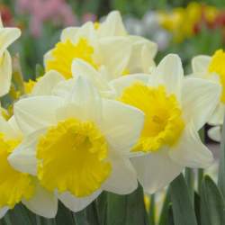 Нарцисс Трубчатый Лас Вегас ( 5 шт.) — PlantMart