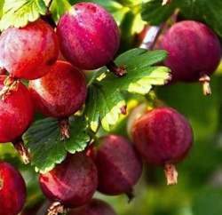 Крыжовник Машека — PlantMart