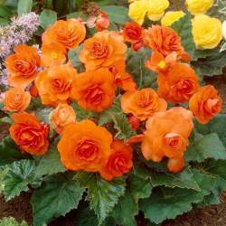 Бегония Грандифлора Оранжевая, 3шт. — PlantMart