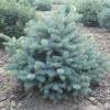 Ель колючая Сизая фото 2 — PlantMart