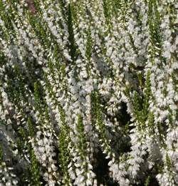 Вереск обыкновенный Элегант Перл — PlantMart