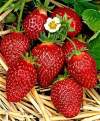 Клубника садовая Корона (3 шт.) фото 1 — PlantMart
