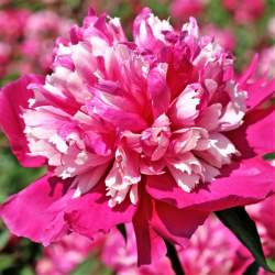 Пион травянистый Селебрити (Celebrity) — PlantMart