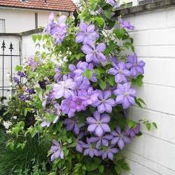 Клематис Миссис Чолмондели — PlantMart