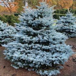 Ель колючая Голубая — PlantMart