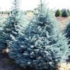Ель колючая Голубая фото 2 — PlantMart