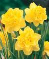 Нарцисс Махровый Дик Вилден ( 5 шт.) фото 1 — PlantMart