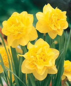 Нарцисс Махровый Дик Вилден ( 5 шт.) — PlantMart