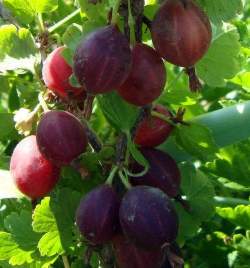 Крыжовник Северный капитан — PlantMart