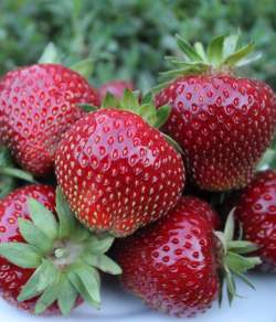 Клубника садовая Мальвина ( 3 шт.) — PlantMart