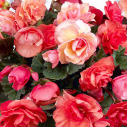 Бегония Каскадная Одороза Свит Пинк, 3шт. — PlantMart