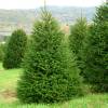 Ель европейская фото 1 — PlantMart