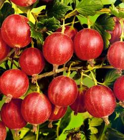 Крыжовник Смена — PlantMart