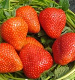 Клубника садовая Румба (3 шт.) — PlantMart