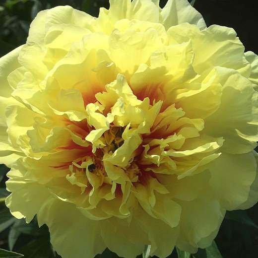 Пион Йеллоу Краун (Yellow Crown) — 
