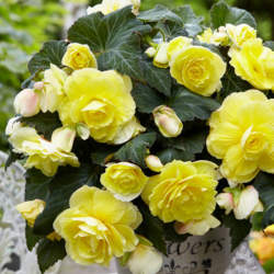 Бегония Каскадная Одороза Йеллоу Флейм, 3шт. — PlantMart