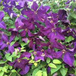 Клематис Полиш Спирит — PlantMart