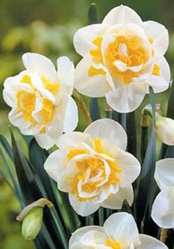 Нарцисс Махровый Запад ( 5 шт.) — PlantMart