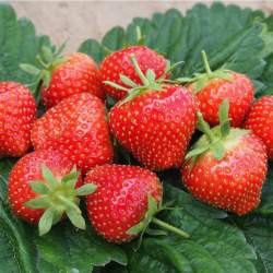 Клубника садовая Соната (3 шт.) — PlantMart