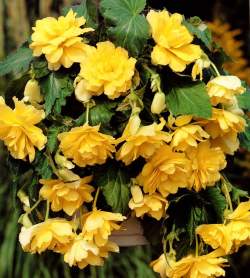 Бегония Плакучая Желтая, 3шт. — PlantMart