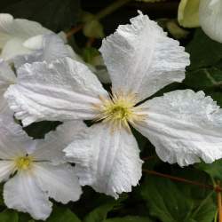 Клематис Принц Чарльз — PlantMart