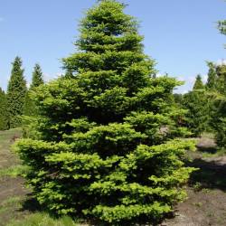 Ель корейская — PlantMart