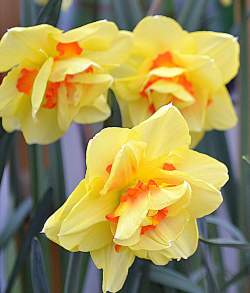 Нарцисс Махровый Тахити ( 5 шт.) — PlantMart