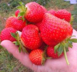 Клубника садовая Вима Рина ( 3 шт.) — PlantMart