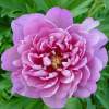 Пион Розовый Дабл Денди (Pink Double Dandy) фото 1 — PlantMart