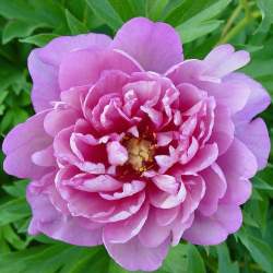 Пион Розовый Дабл Денди (Pink Double Dandy) — PlantMart