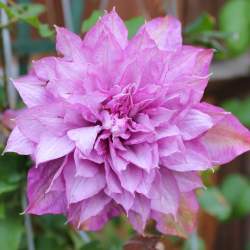 Клематис Протеус — PlantMart