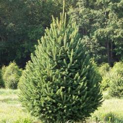 Ель канадская густая — PlantMart