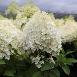 Гортензия метельчатая Бобо — PlantMart