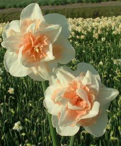 Нарцисс Махровый Дельнашо ( 5 шт.) — PlantMart