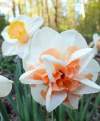 Нарцисс Махровый Дельнашо ( 5 шт.) фото 3 — PlantMart
