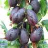 Крыжовник Черномор фото 3 — PlantMart
