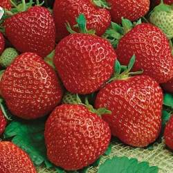 Клубника садовая Вима Ксима ( 3 шт.) — PlantMart