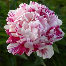 Пион травянистый Кэнди Страйп (Candy Stripe) — PlantMart