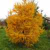 Лиственница сибирская фото 2 — PlantMart