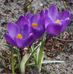 Крокус Крупноцветный Цветочный рекорд (10 шт.) — PlantMart