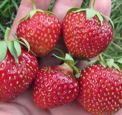 Клубника садовая Вима Занта (3шт) — PlantMart